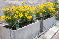 Blumat Automatic Watering Kit – 40 Plant Set