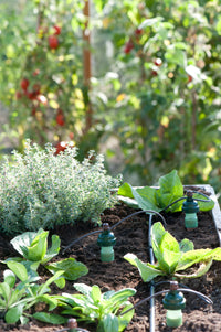 Blumat Automatic Watering Kit – 40 Plant Set